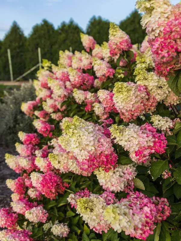 Berry White® Hydrangea - J. Frank Schmidt & Son Co.