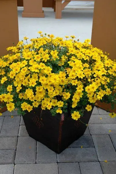 Bidens