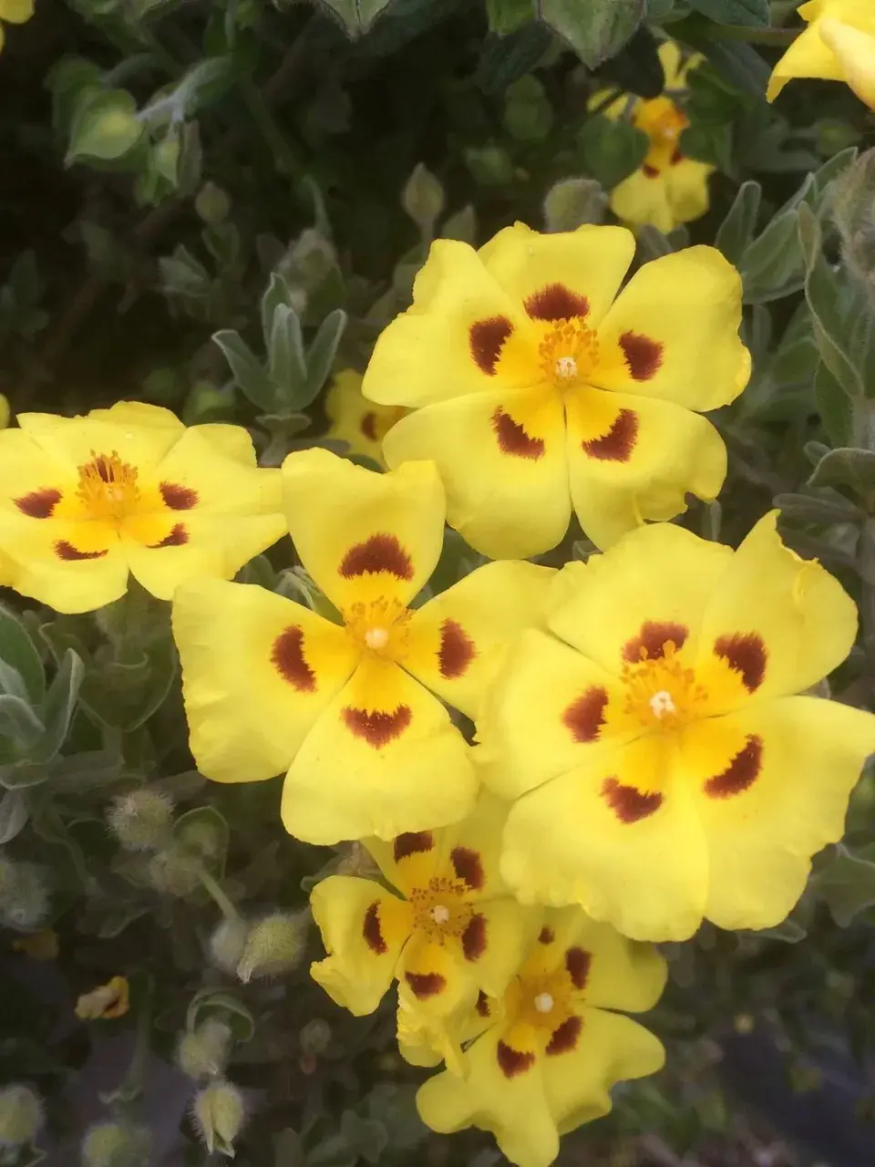 Halimium