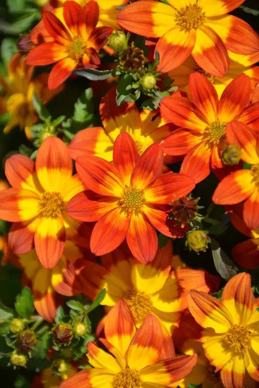 Bidens