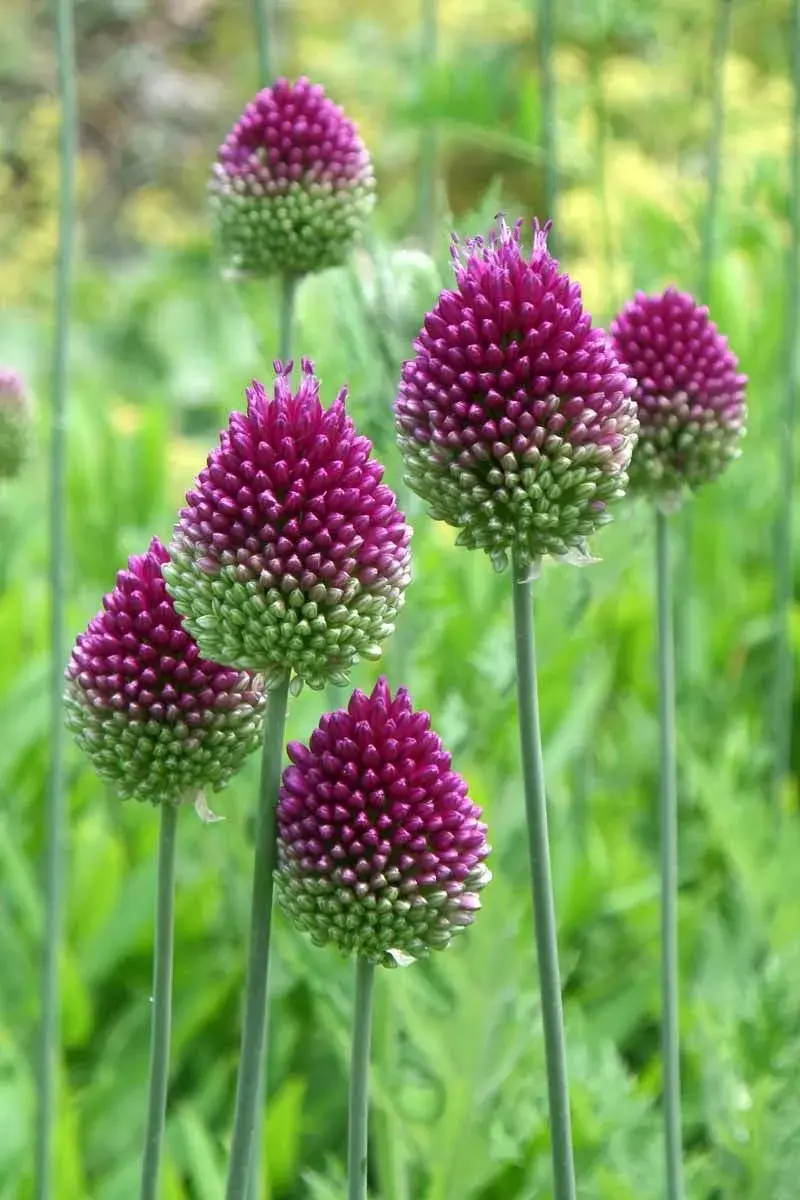 Allium sphaerocephalon