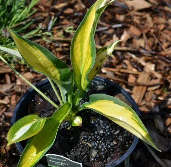 Hosta