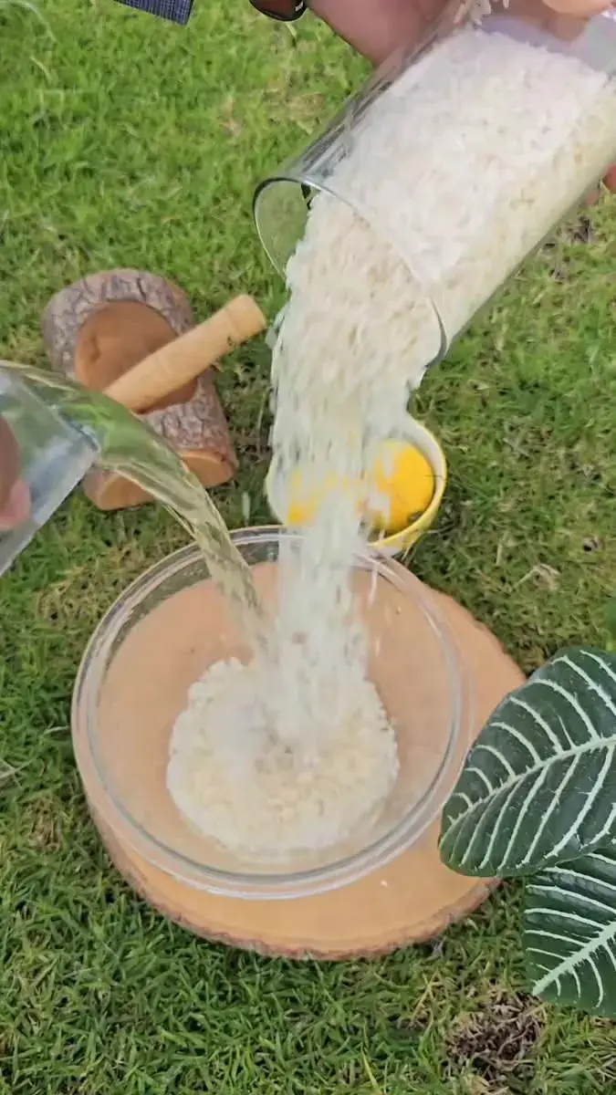 Zalévání rýžovou vodou