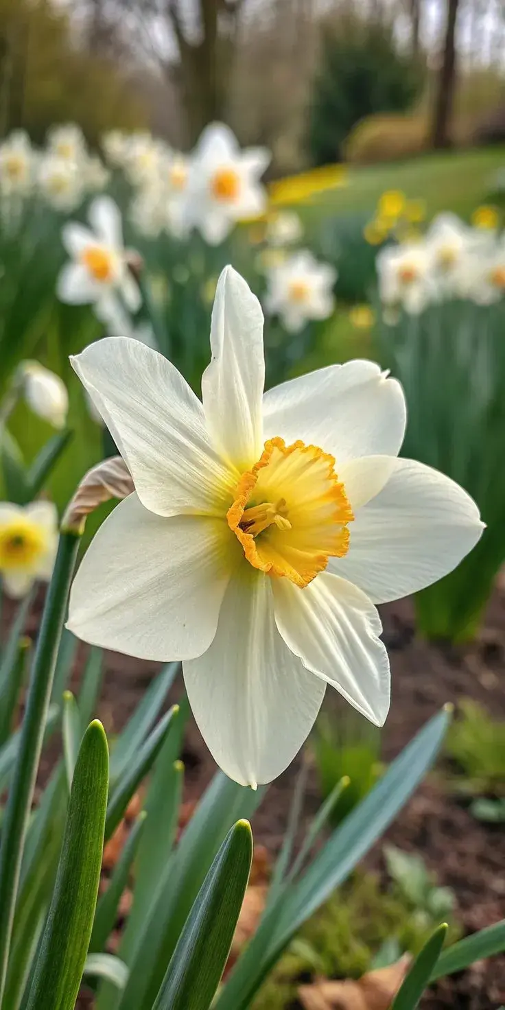 Narcisy