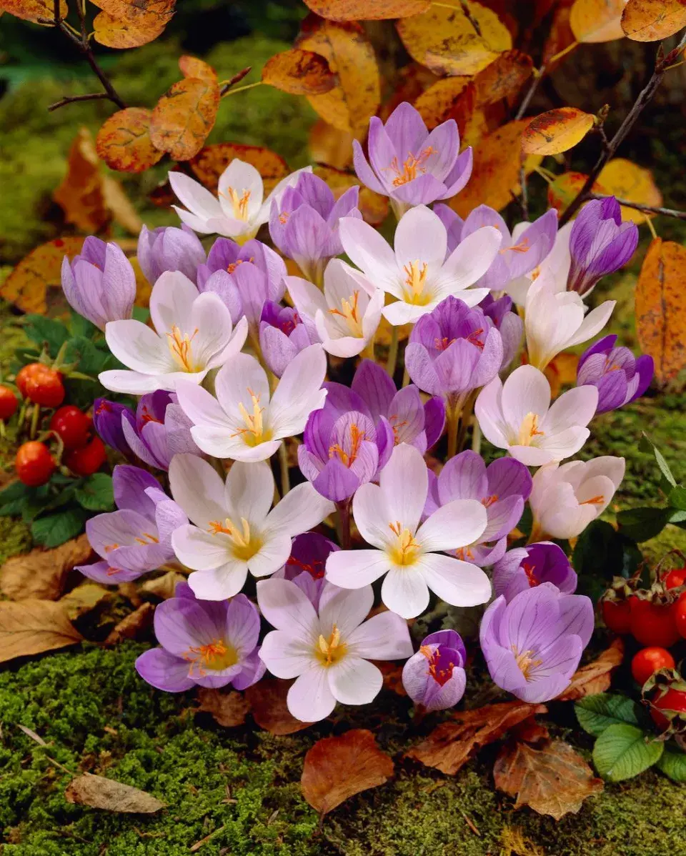 Podzimní krokus