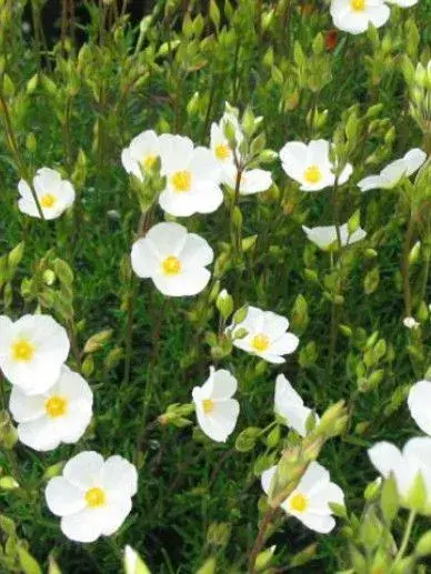 Halimium umbellatum