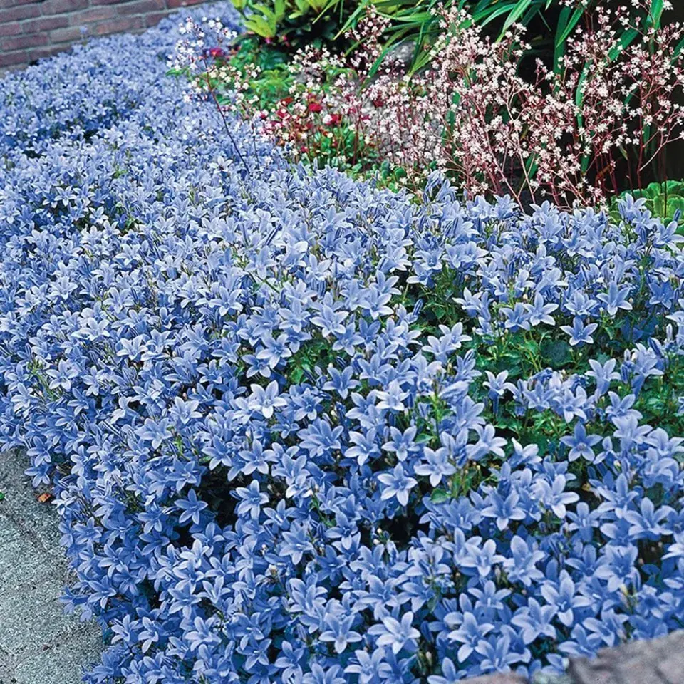 Zvonek 