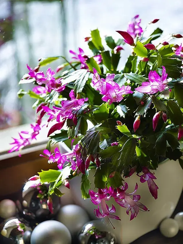 Rostlina 