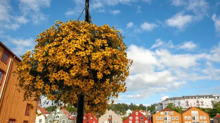Bidens