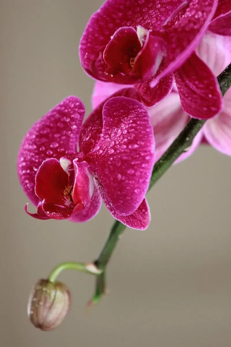 Květy orchideje 
