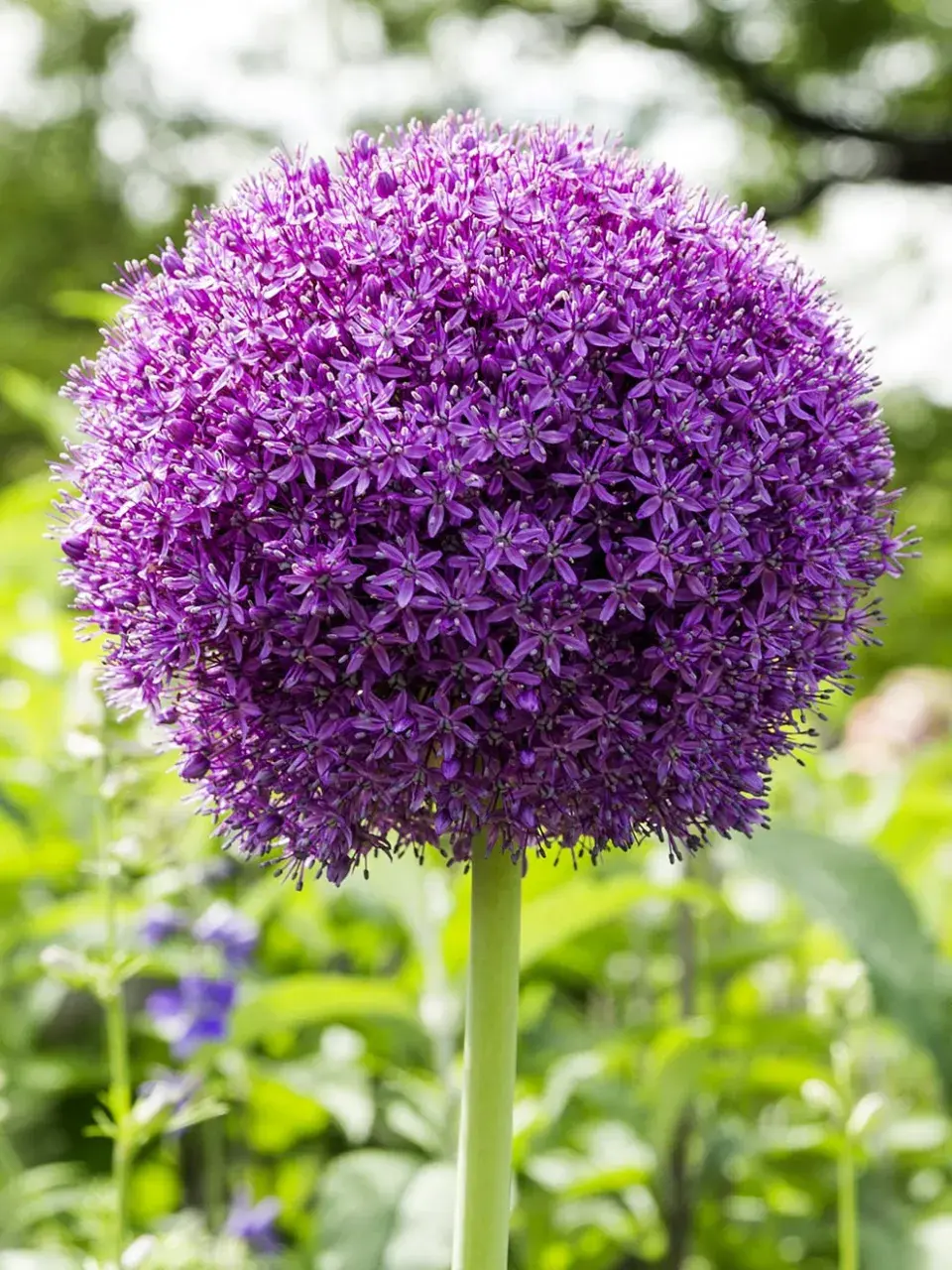 Allium ambassador