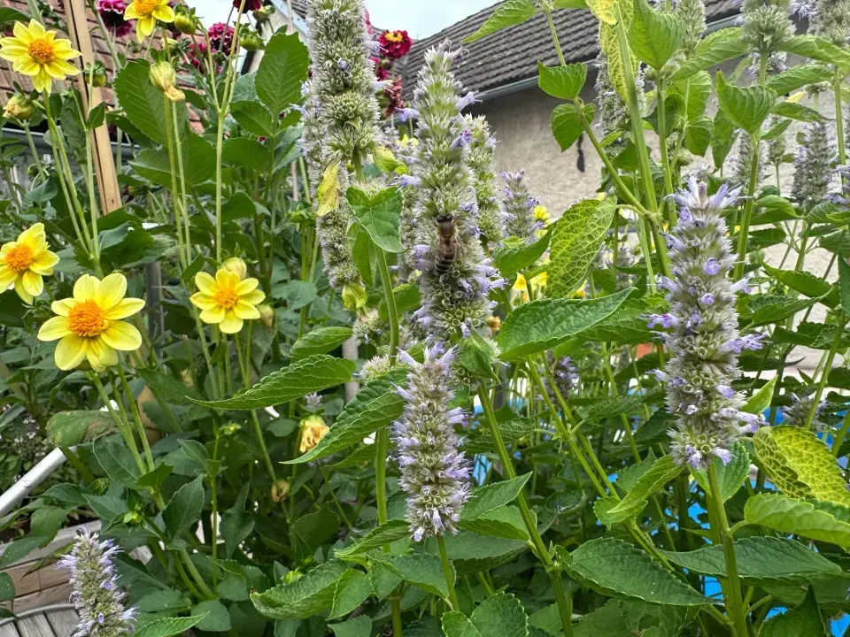 Agastache fenyklová neboli anýzová (Agastache foeniculum)
