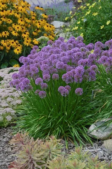 Allium