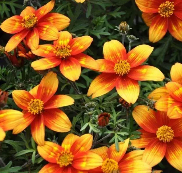 Bidens