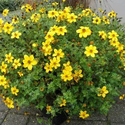 Bidens