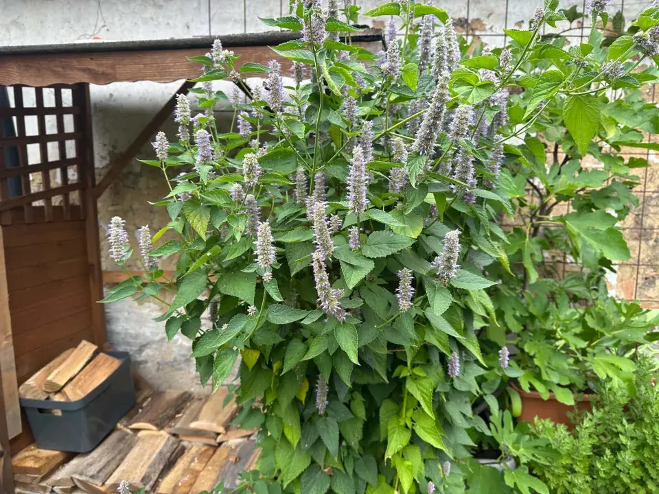 Agastache fenyklová neboli anýzová (Agastache foeniculum)