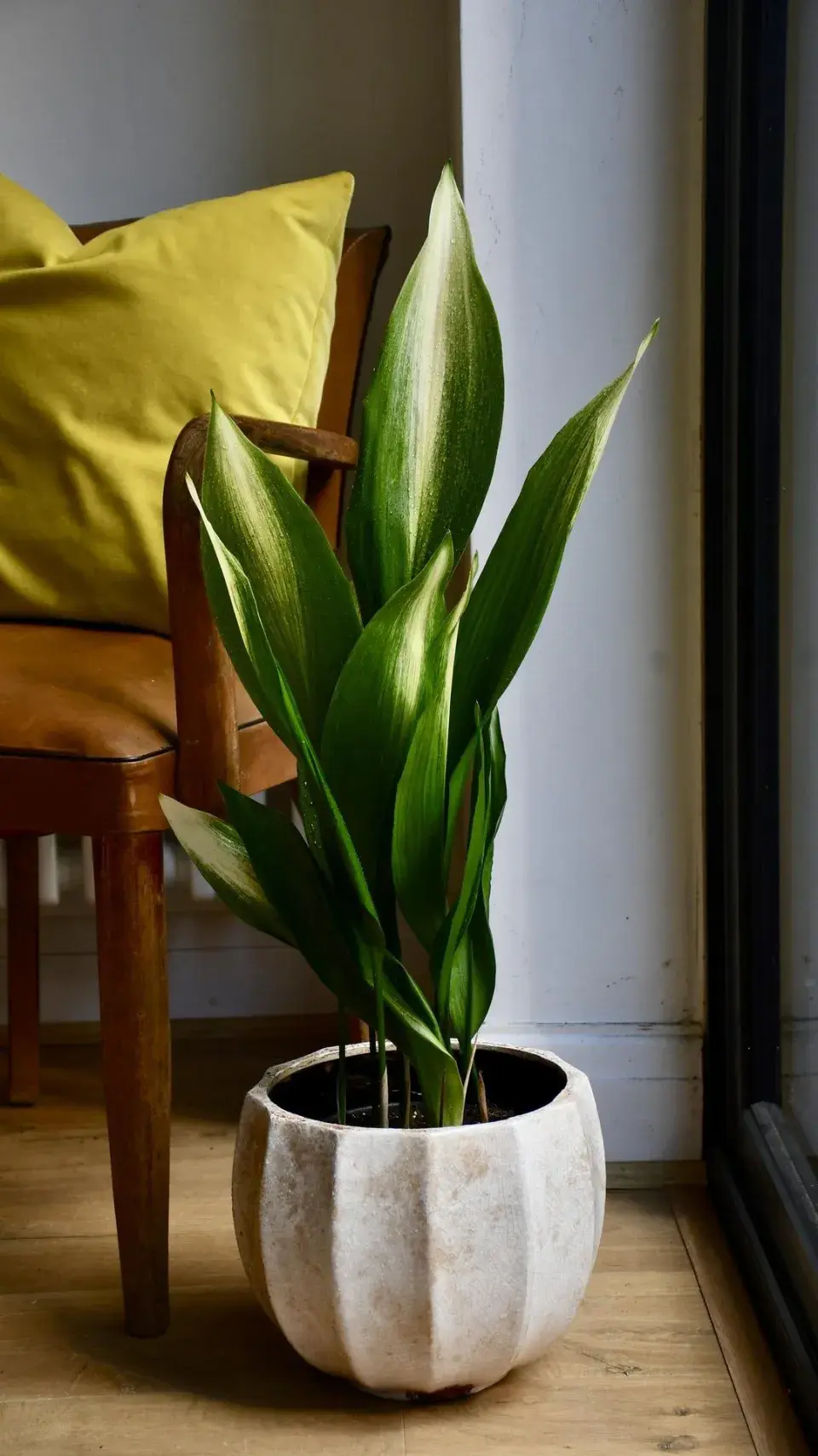 Aspidistra