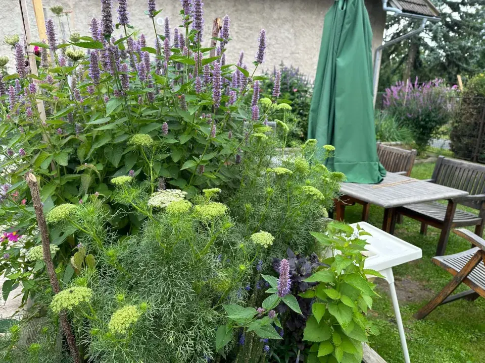 Agastache fenyklová neboli anýzová (Agastache foeniculum)