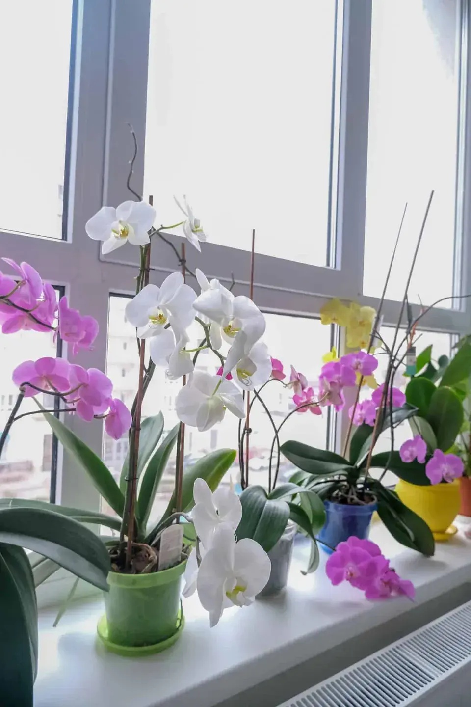 Orchidej u okna