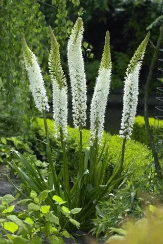 Liliochvostec