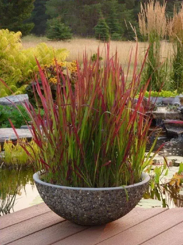Imperata