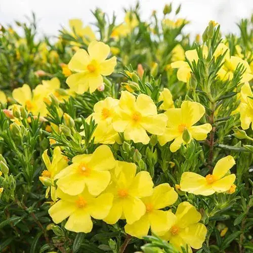 Halimium 'April Sun'