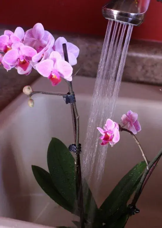 Orchidej