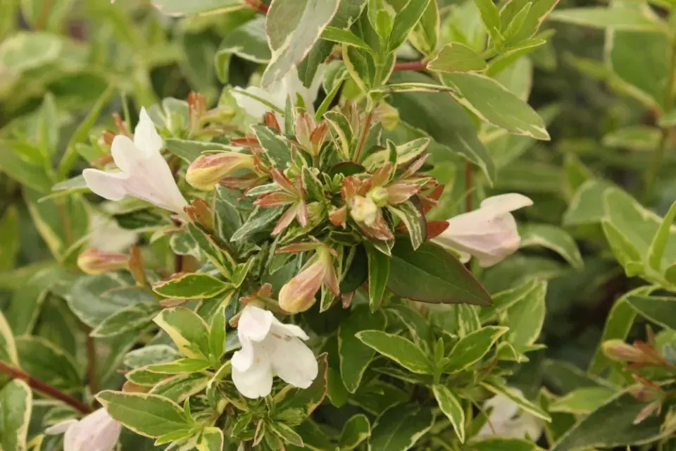 Abélie velkokvětá (Abelia × grandiflora) 