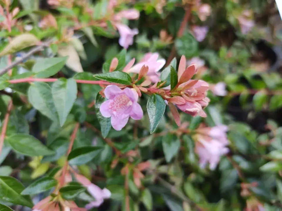 Abélie velkokvětá (Abelia × grandiflora) 