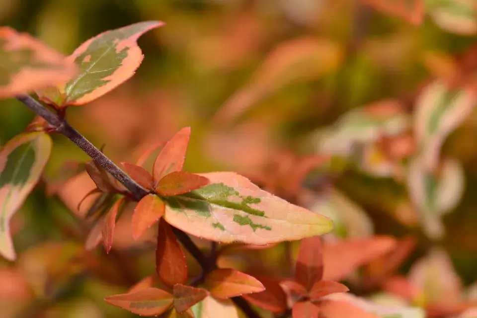 Abélie velkokvětá (Abelia × grandiflora) 