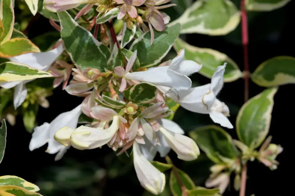 Abélie velkokvětá (Abelia × grandiflora) 