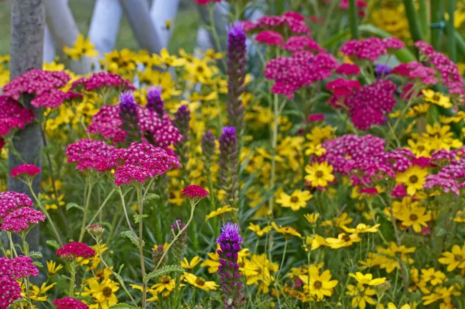 krásnoočko přeslenité
