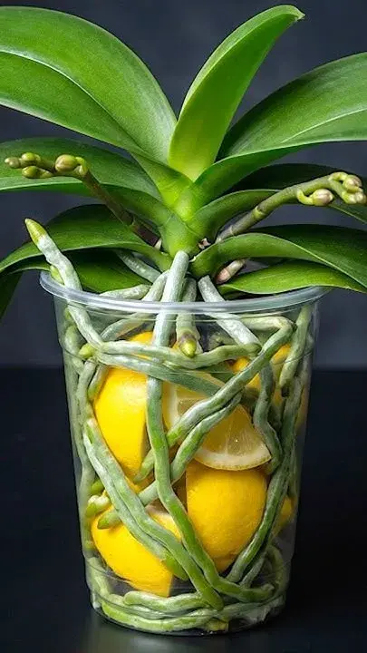 Orchidej