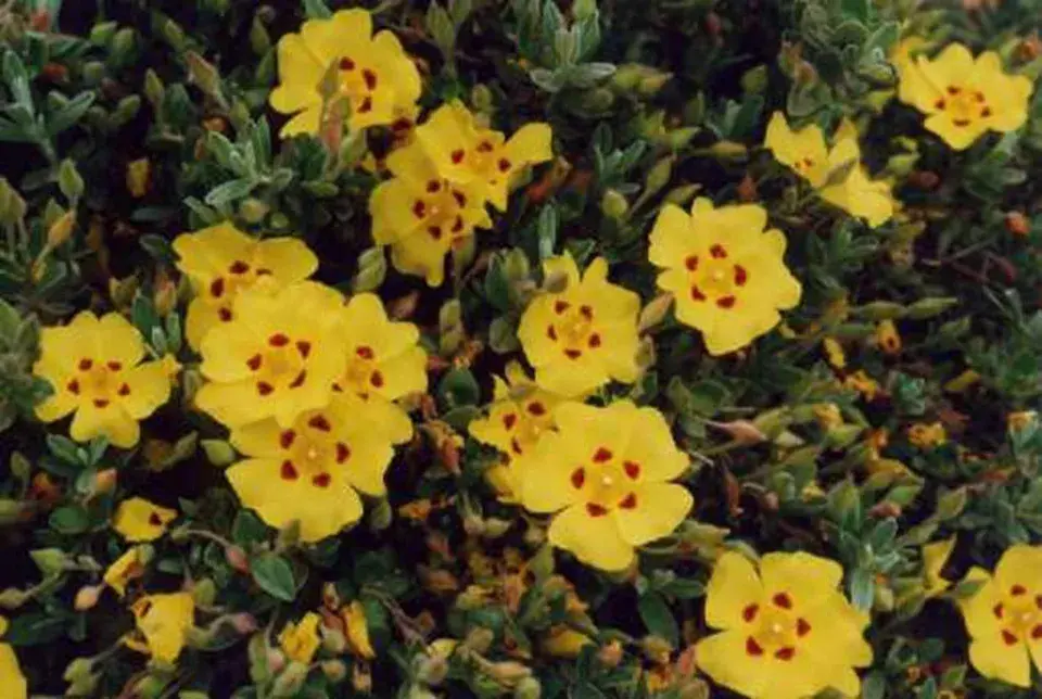 Halimium 