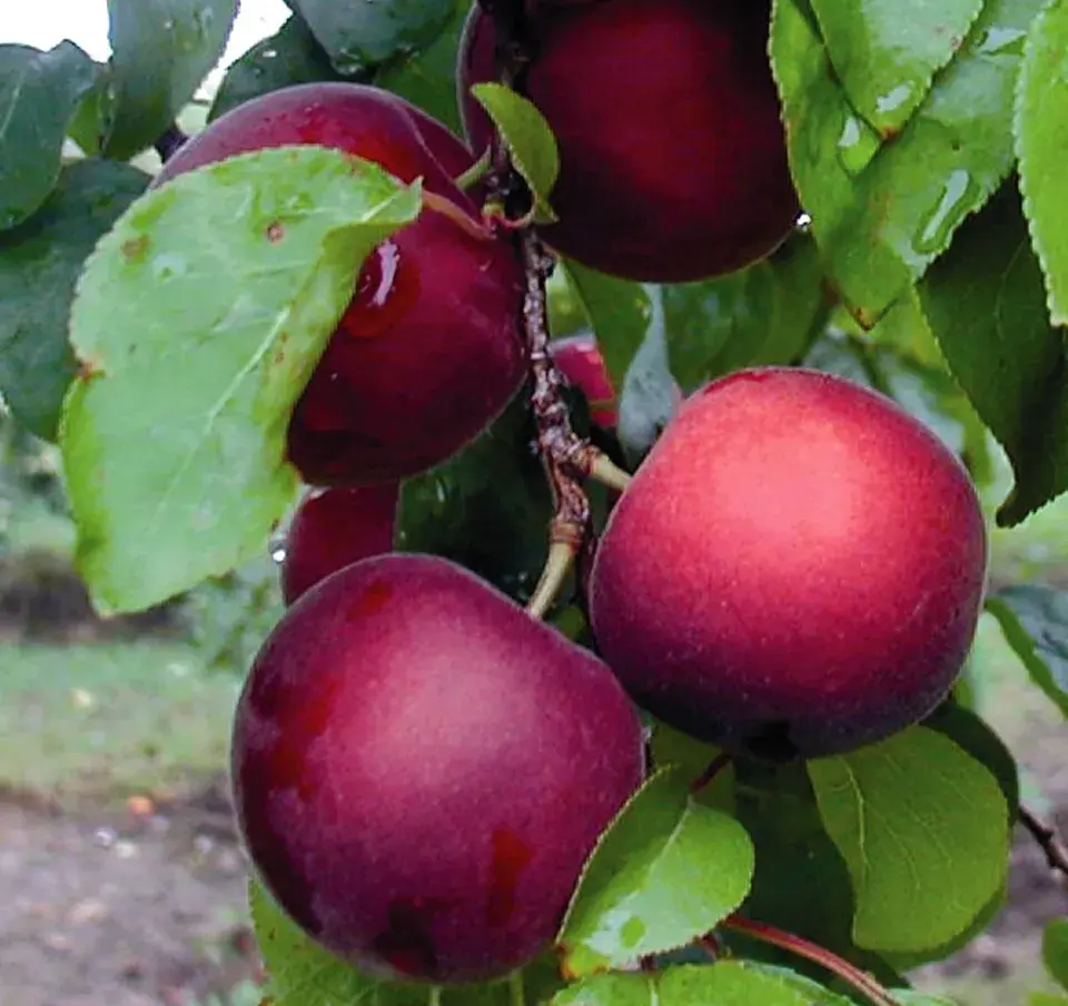 Cherrycot