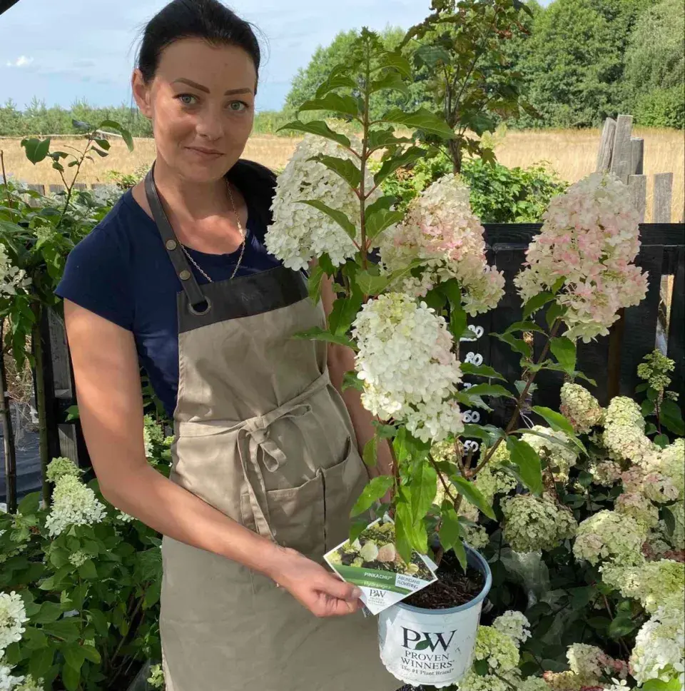 Hydrangea paniculata Pinkachu