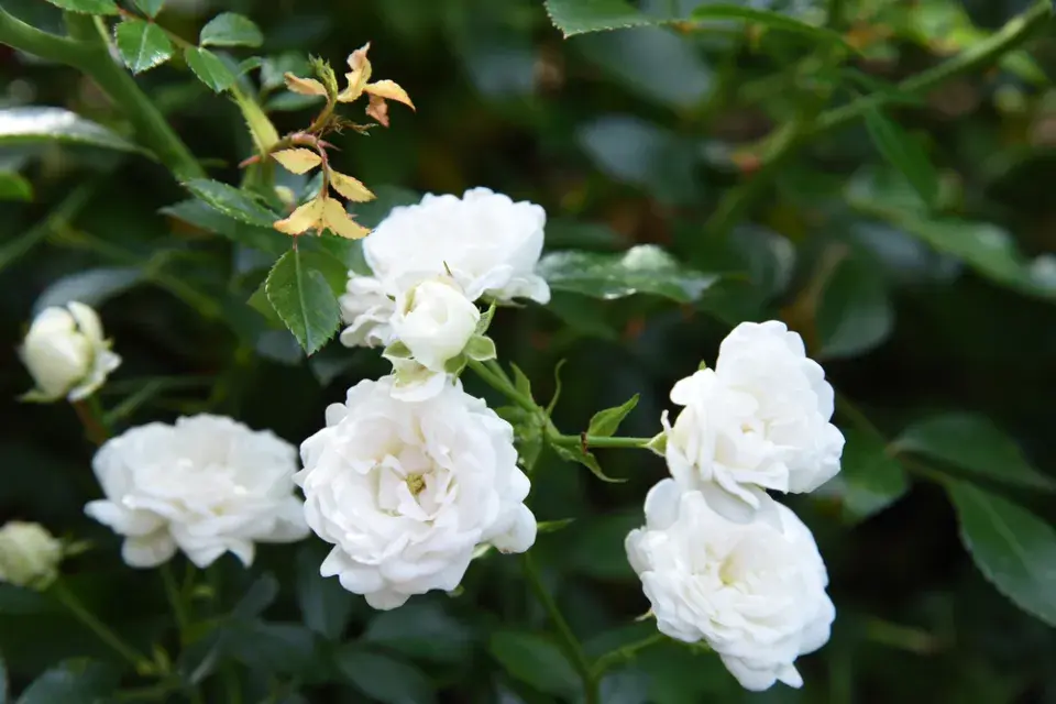 Půdopokryvná růže 'The Fairy'