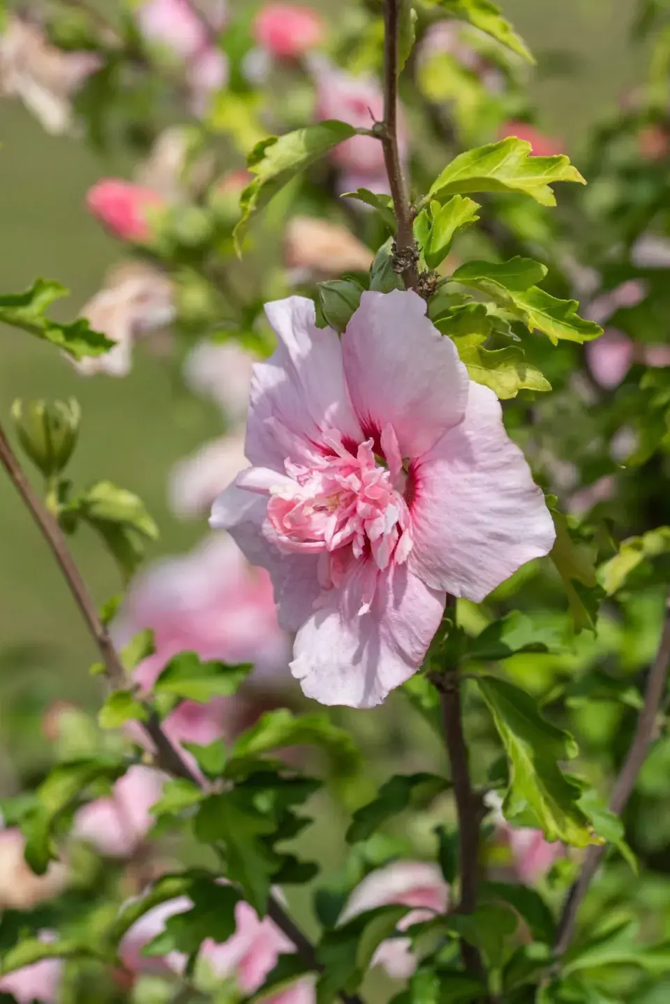 Hibiscus syriacus ‘Pink Chiffon’