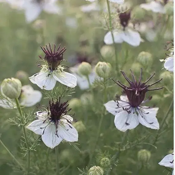 Nigella orientalis "Love-in-a-Mist"