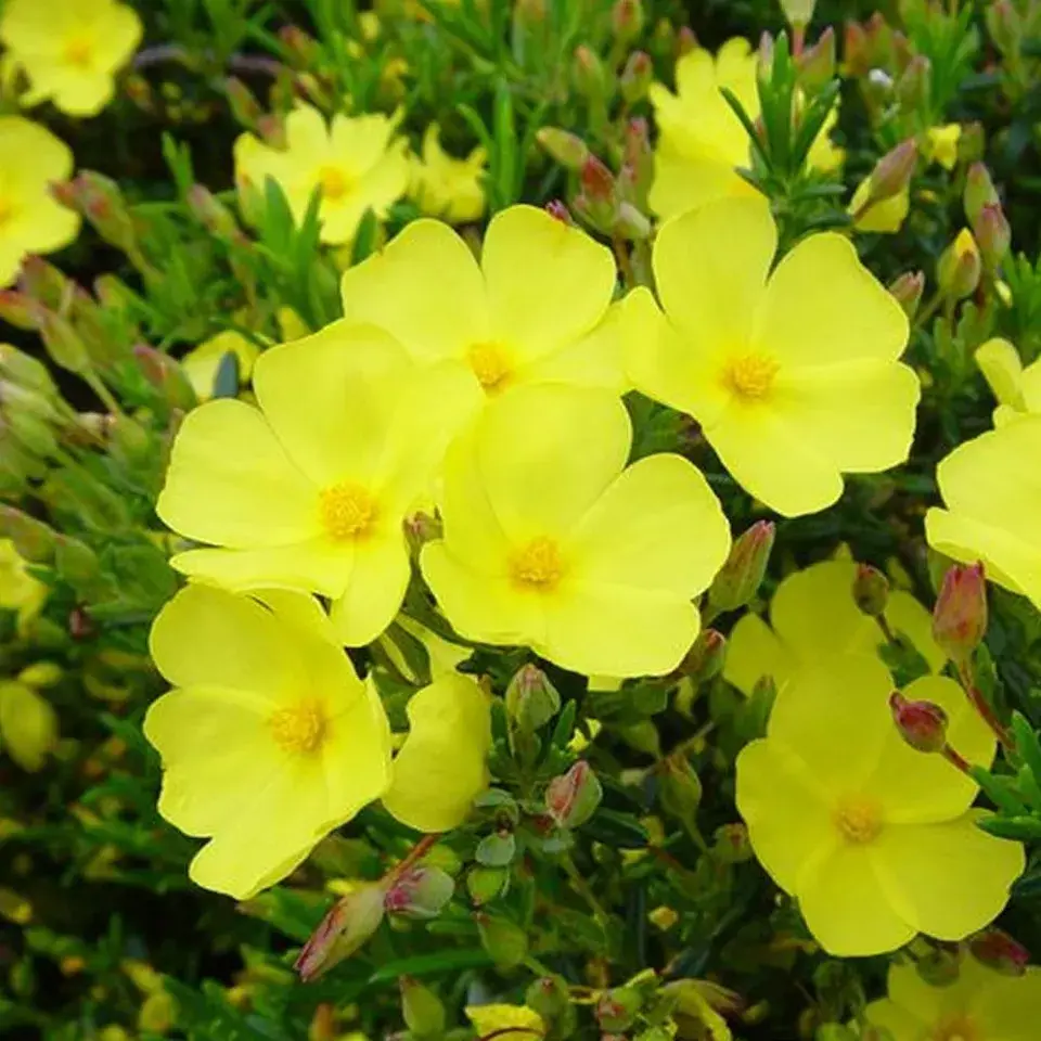 Halimium