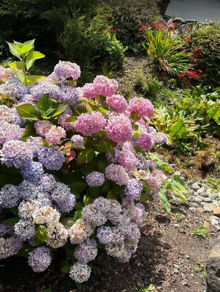 Cotton candy hydrangeas