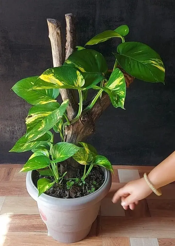 Epipremnum