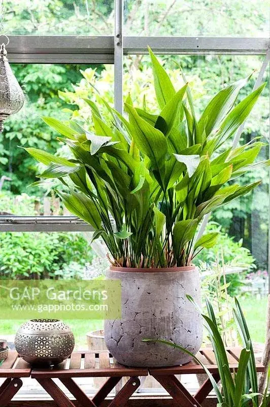 Aspidistra