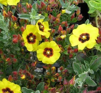 Halimium ocymoides 'Susan'