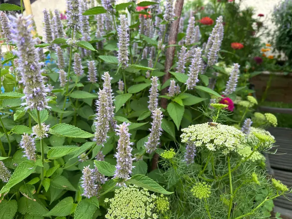Agastache fenyklová neboli anýzová (Agastache foeniculum)