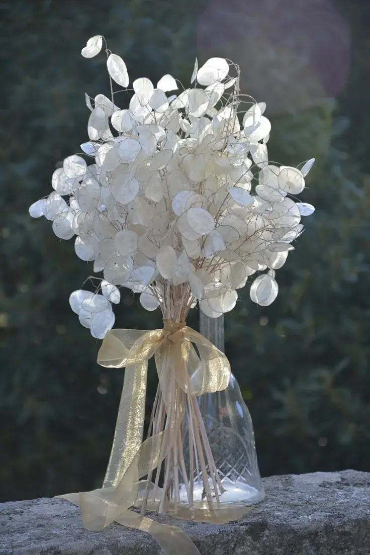 Lunaria 