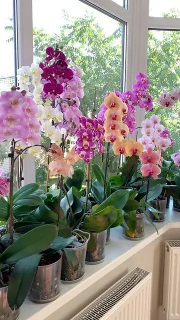 Kvetoucí orchideje