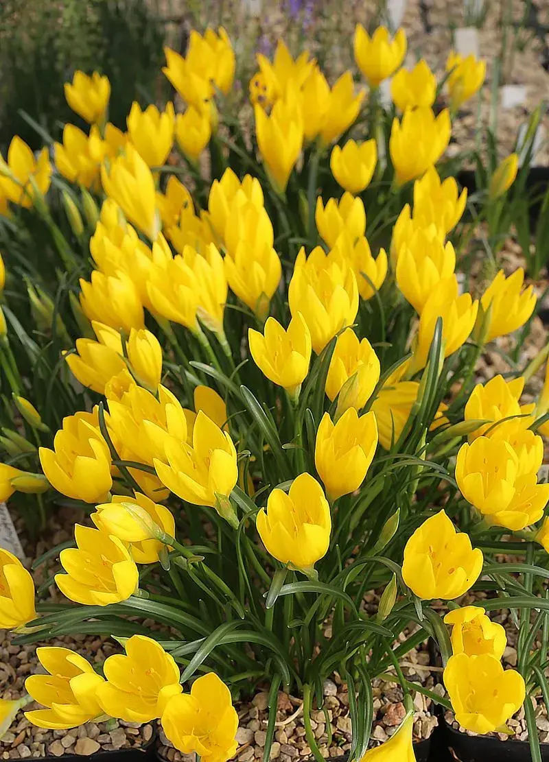 Sternbergia