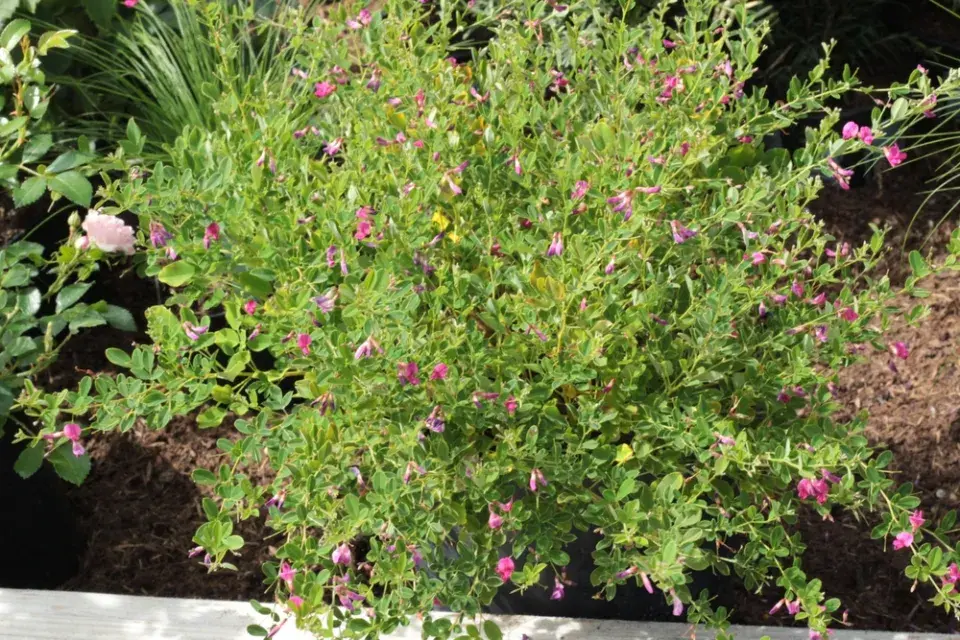 Lespedézie Thunbergova (Lespedeza thunbergii)