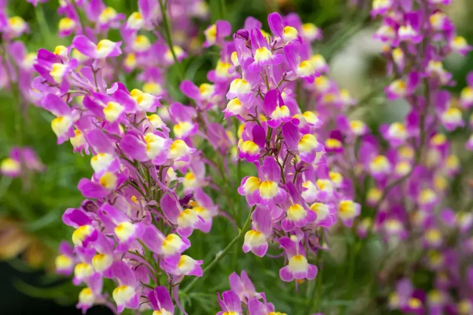 Lnice marocká (Linaria maroccana)